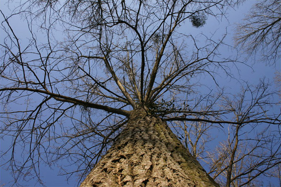 Photographie en contre plongée