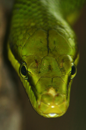 Photo d'un serpent au flash